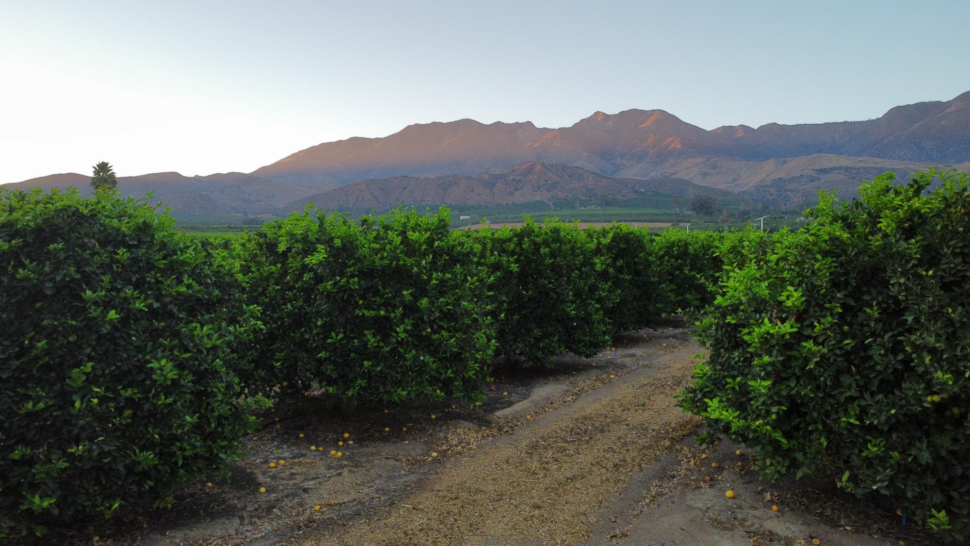Old California Botanicals
