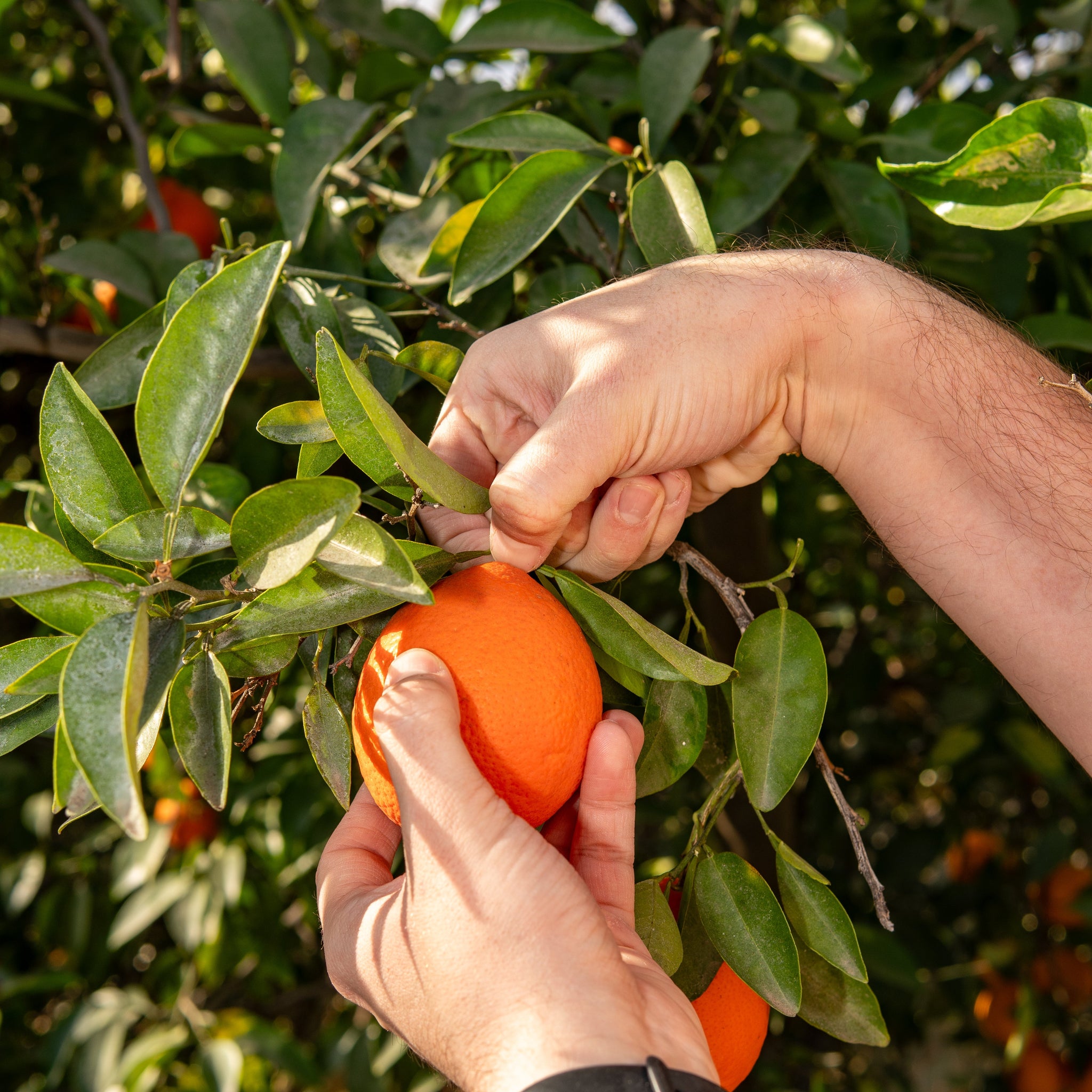 The Secret to Perfect Citrus Picking: Speed, Safety, and Freshness