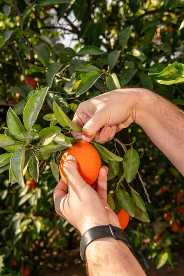 The Secret to Perfect Citrus Picking: Speed, Safety, and Freshness