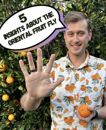 What you should know about the Oriental fruit fly, advice from a local citrus farmer