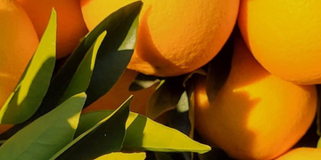 Citrus Tree Care 101: 5 Essential Tips for Home Gardeners