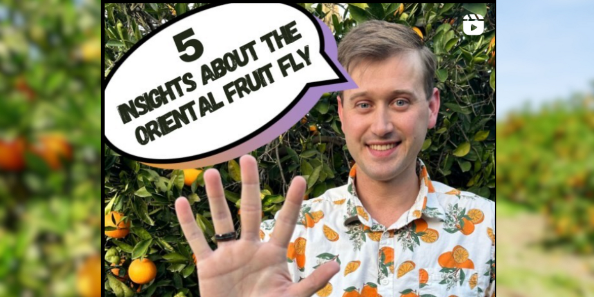 What you should know about the Oriental fruit fly, advice from a local citrus farmer