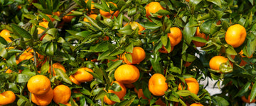 Citrus Tree Care 101: 5 Essential Tips for Home Gardeners