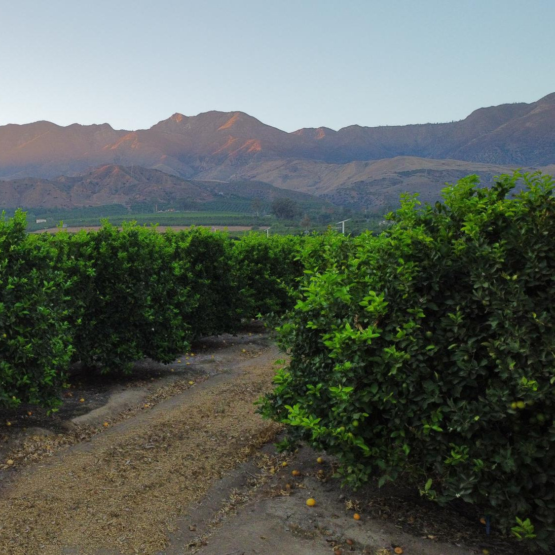 Rows of citrus trees in a Redlands grove below the San Bernardino Mountains