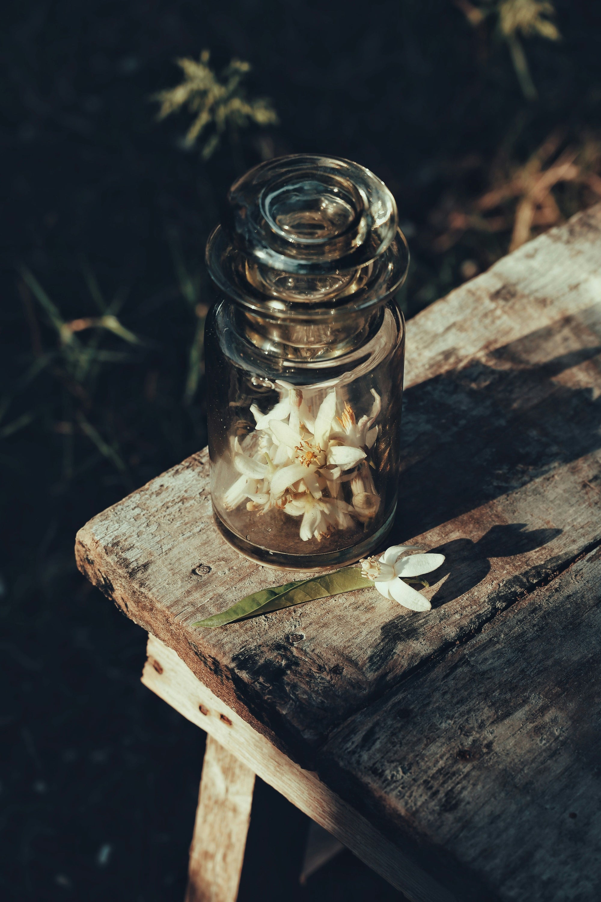Orange Blossom Perfume in Southern California: A Fragrance of the Gilded Age