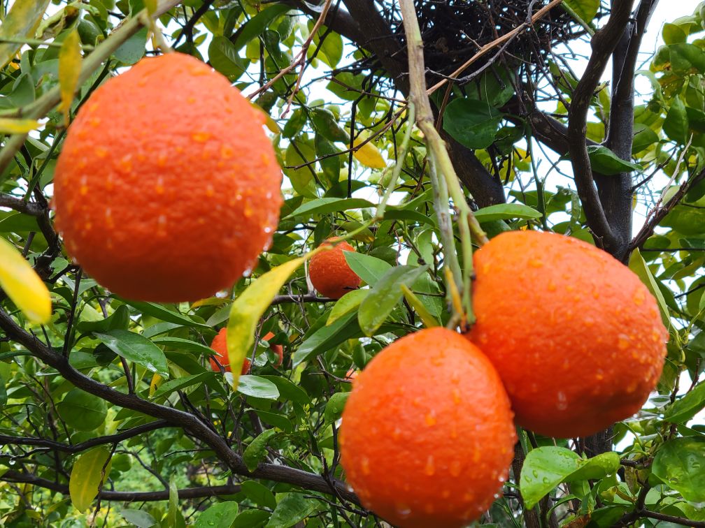 Ripe red-orange Minneola tangelos with raindrops, hanging on the tree