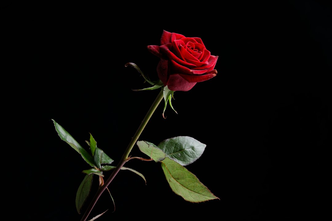 Red rose with green leaves