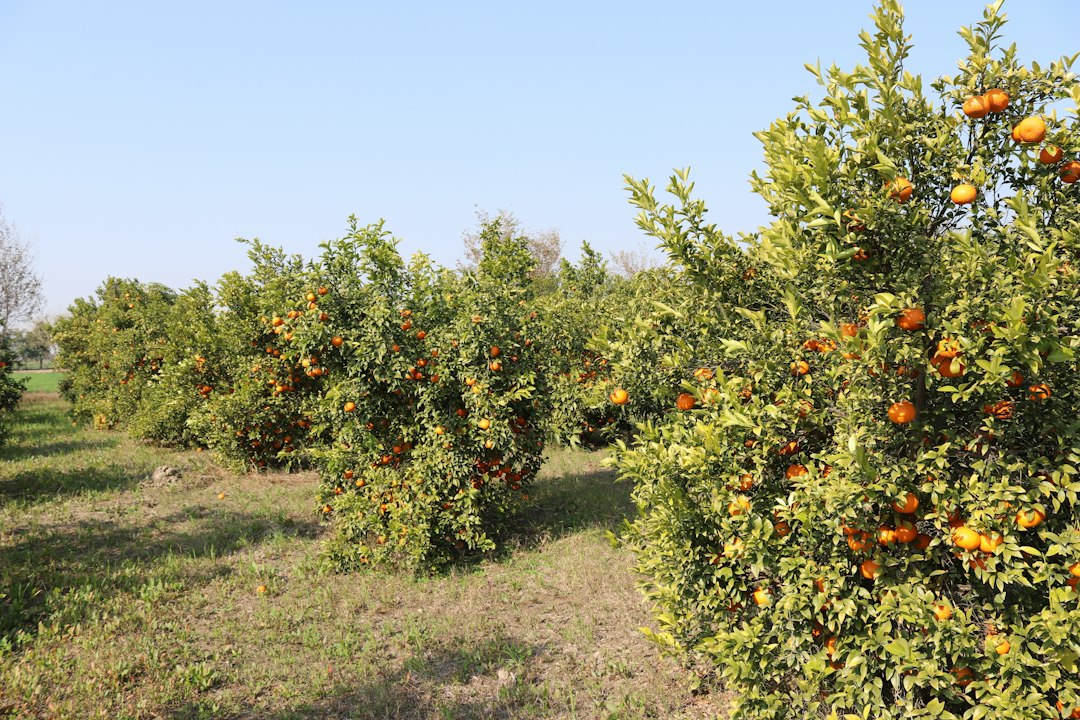 A field full of orange trees with lots of oranges on them