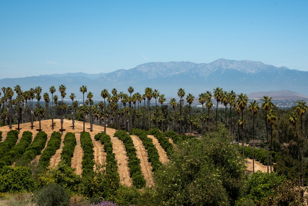 A field with palm trees and mountains in the background