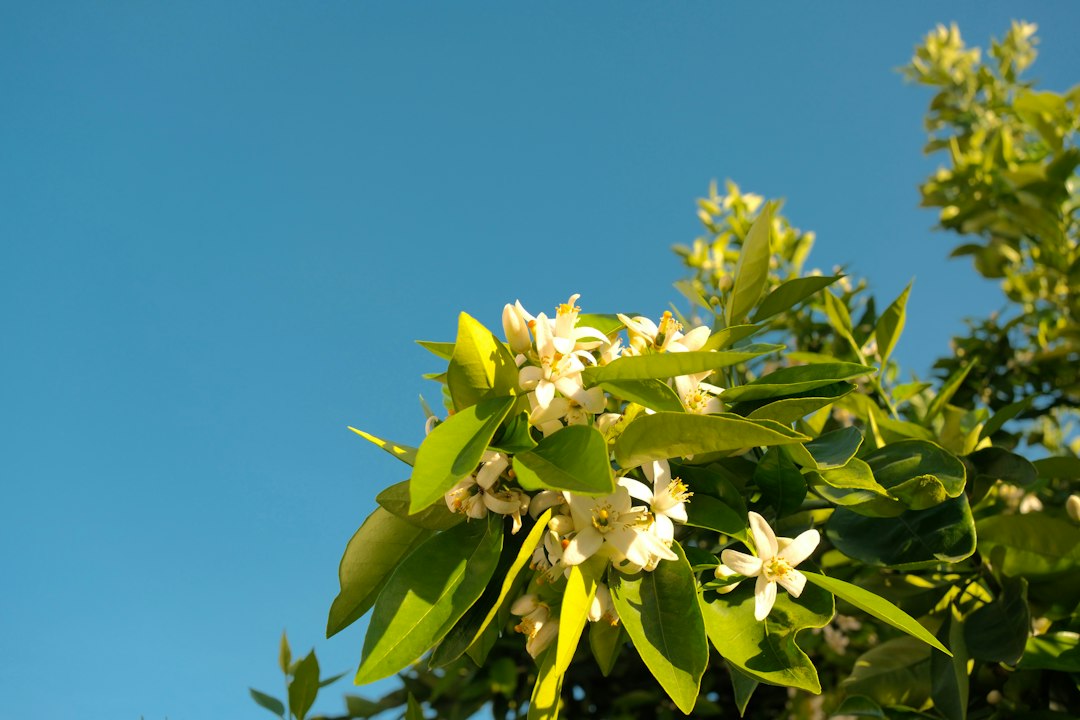 White blossoms on a green branch against blue sky