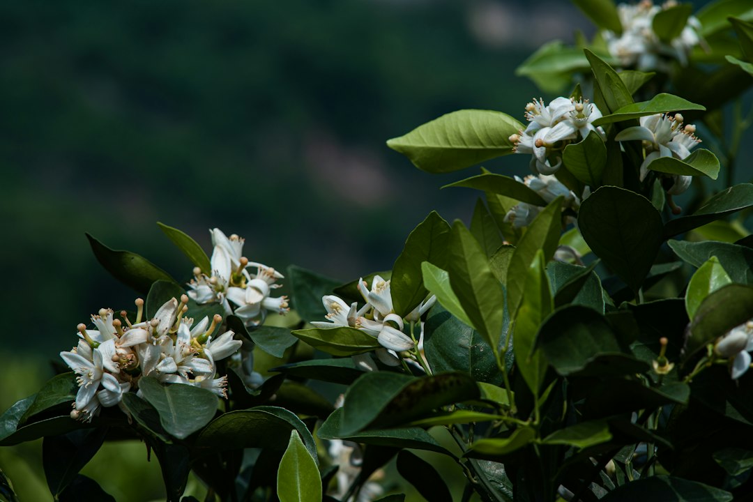 Close-up of white orange blossoms on a green branch