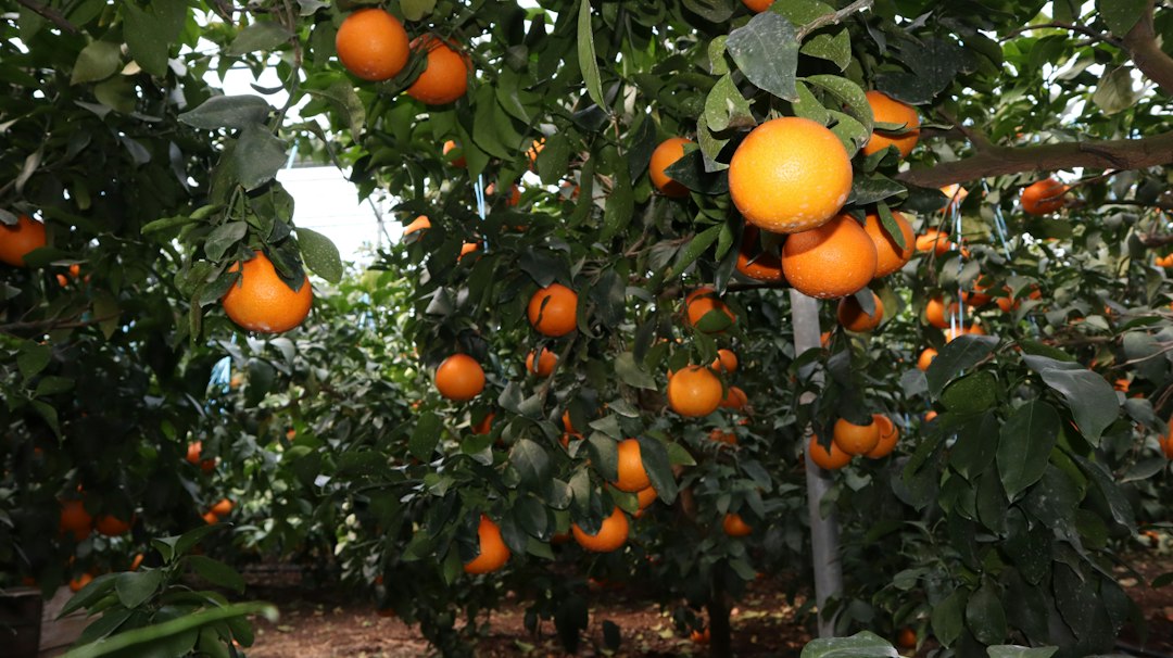 Ripe oranges hanging from lush green trees in an orchard