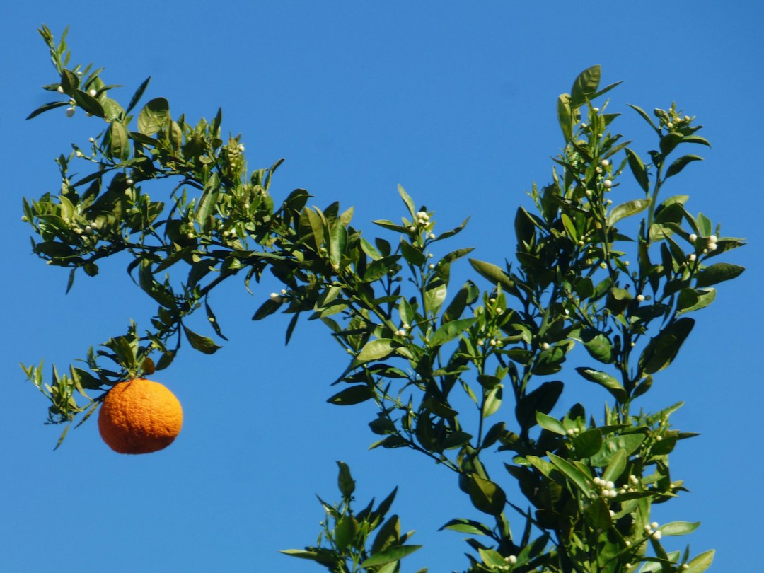 A single orange hanging from a flowering citrus branch against a clear blue sky