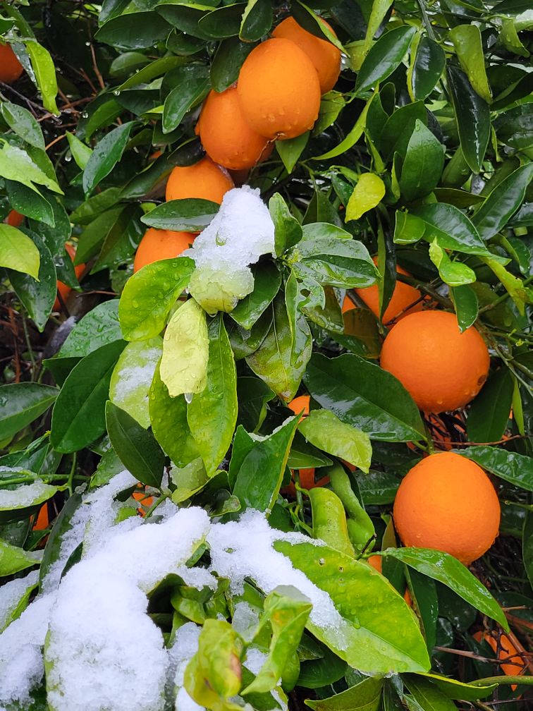 Snow on a Minneola tangelo tree heavy with ripe fruit