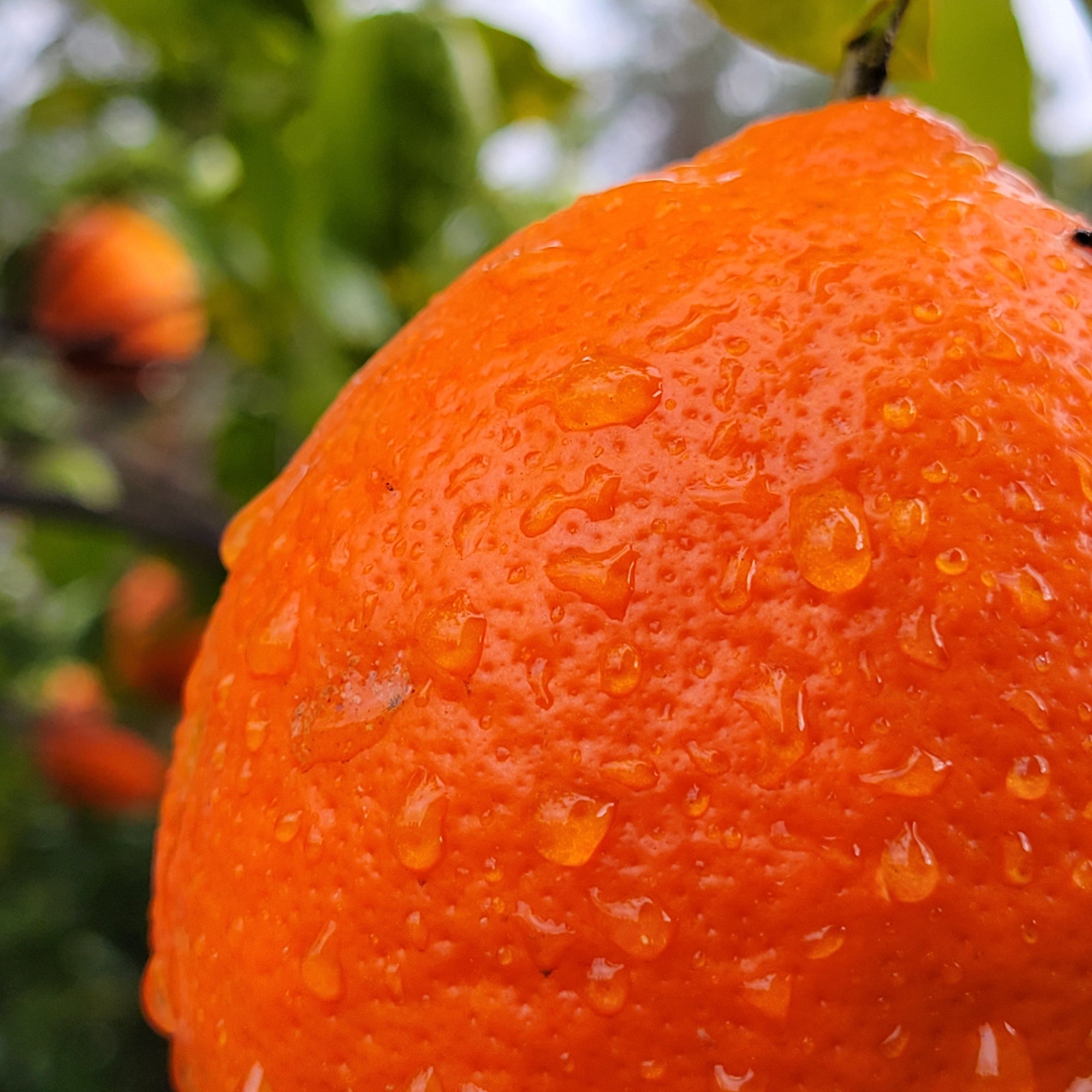 Close-up of an orange with water droplets on a blurred green background