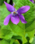 Seasonal California Botanical Lip Balm Club Subscription – wild violet flower close-up – Old California Botanicals