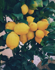Seasonal California Botanical Lip Balm Club Subscription – Eureka lemons ripening on the tree – Old California Botanicals