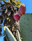 Seasonal California Botanical Lip Balm Club Subscription – fruiting prickly pear cactus beneath a palm tree – Old California Botanicals