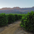 Hedges lining a path with mountains in the background