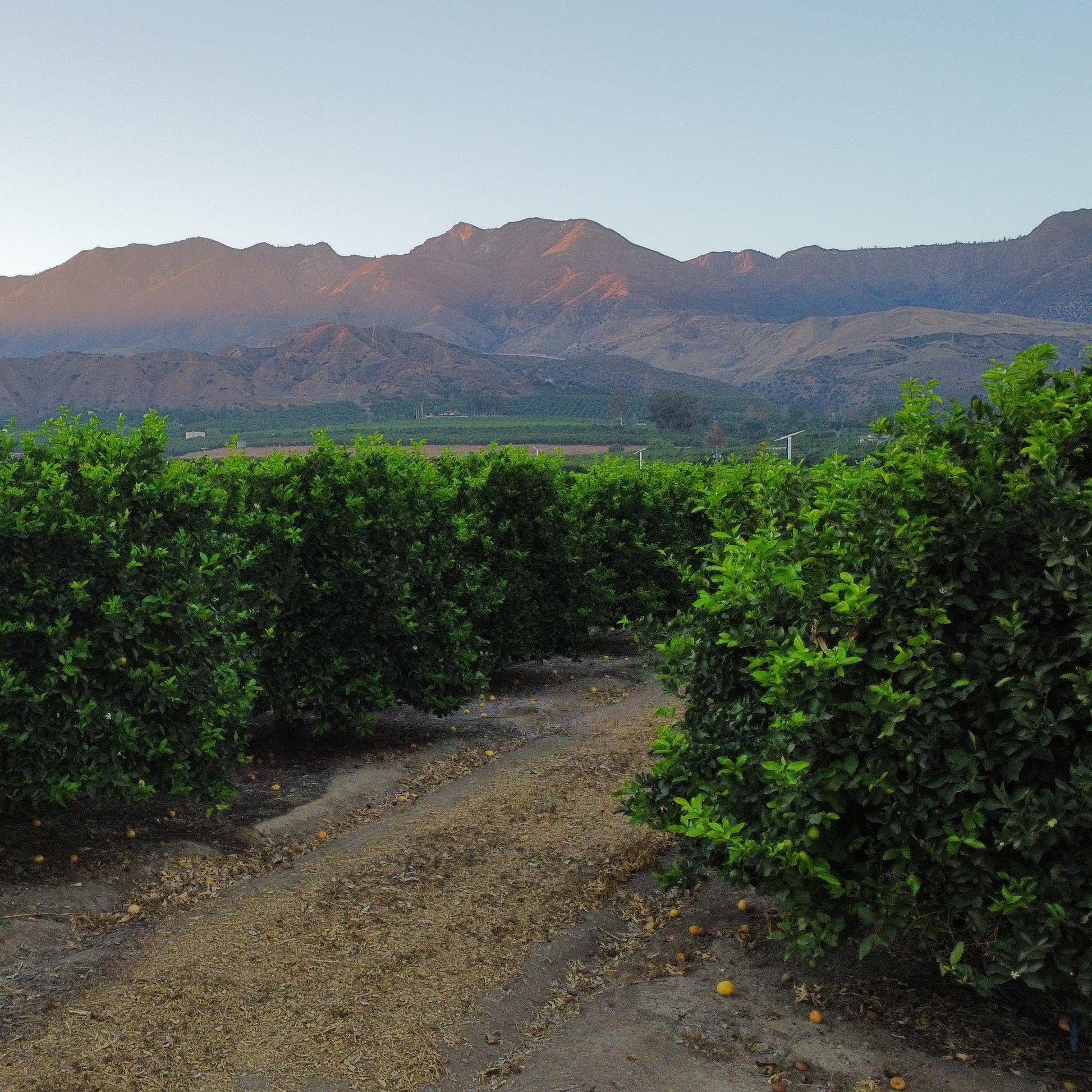 Hedges lining a path with mountains in the background