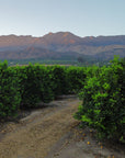 ACCEPTING PRE-ORDERS Eureka Lemon Marmalade – 11 oz Small-Batch California Citrus Preserve – California citrus grove beneath mountains – Old California Botanicals