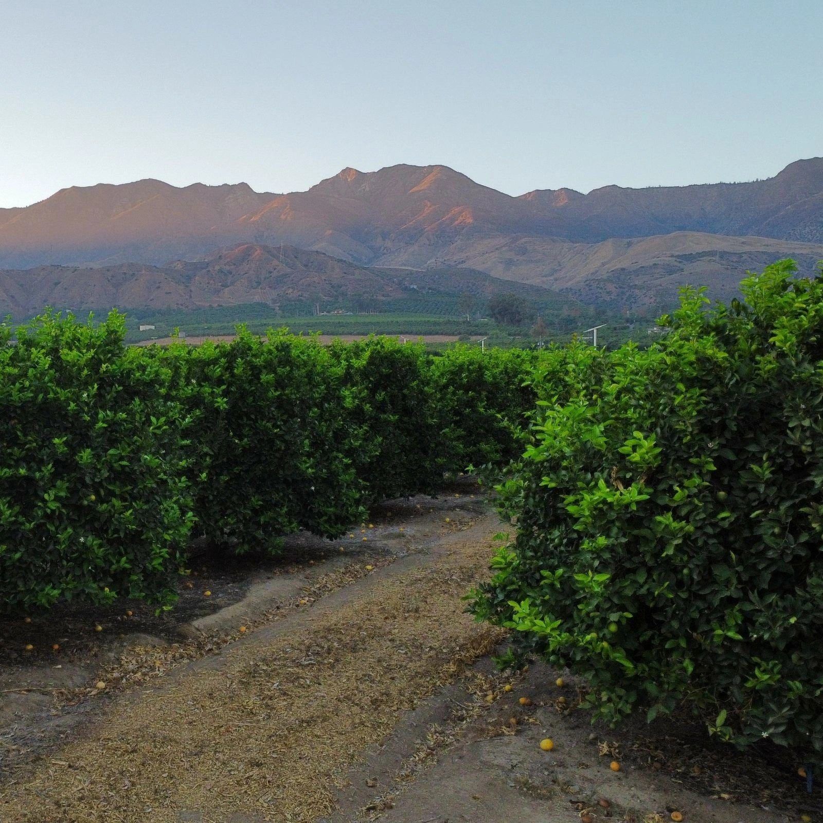 Citrus grove in Redlands, California